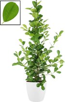 Ficus microcarpa moclame in ELHO Brussels Round (wit) ↨ 105cm - planten - binnenplanten - buitenplanten - tuinplanten - potplanten - hangplanten - plantenbak - bomen - plantenspuit