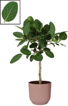 Ficus Ficus Benghalensis ‘Audrey’  in ELHO Vibes Fold Rond sierpot  (delicaat roze) ↨ 90cm - planten - binnenplanten - buitenplanten - tuinplanten - potplanten - hangplanten - plan
