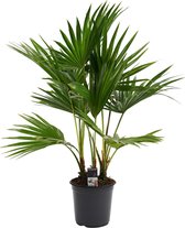 Livistona rotundifolia ↨ 100cm - hoge kwaliteit planten