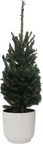 Kerstboom Picea glauca Super Green in ELHO ® Vibes Fold Rond (zijdewit) ↨ 70cm - hoge kwaliteit planten