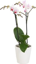 Pico Sweet heart met White Ceramic 2 ↨ 45cm - planten - binnenplanten - buitenplanten - tuinplanten - potplanten - hangplanten - plantenbak - bomen - plantenspuit