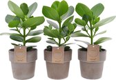 Clusia Princess in Terracotta Grey ↨ 30cm - 3 stuks - hoge kwaliteit planten