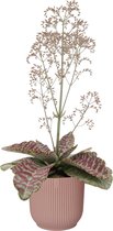 Kalanchoë 'Desert Surprise' in ELHO Vibes Fold sierpot (delicaat roze) ↨ 45cm - planten - binnenplanten - buitenplanten - tuinplanten - potplanten - hangplanten - plantenbak - bomen - planten