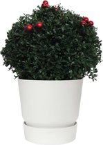 Ilex crenata Stokes X-mas in Elho® Greenville outdoorpot (wit) ↨ 45cm - planten - binnenplanten - buitenplanten - tuinplanten - potplanten - hangplanten - plantenbak - bomen - plantenspuit