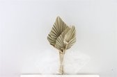 Gedroogd Palm Speer Naturel - Droogbloemen - 10 stuks - Decoratieve takken - GRATIS verzending
