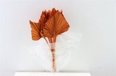 Gedroogd Palm Speer Oranje - Droogbloemen - 10 stuks - Decoratieve takken - GRATIS verzending