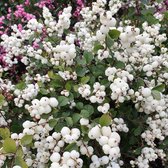 Symphoricarpos doorenbosii 'White Hedge' - Sneeuwbes - Planthoogte: 30-40 cm - Pot Ø 14 cm (1,5 liter)