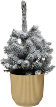 Hellogreen Kamerplant - Echte Kleine Kerstboom - Picea met sneeuw - 50 cm - ELHO Vibes Fold Rond Botergeel