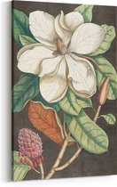 Schilderij op Canvas - Magnolia Bloem - Mark Catesby - Bloemen en Planten - Wanddecoratie - 60 x 90 cm