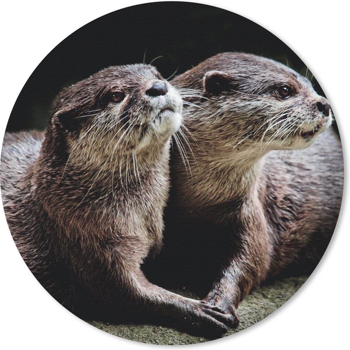 Muismat rond 50x50 cm - Mousepad Otters houden elkaar vast - Ronde muismatten