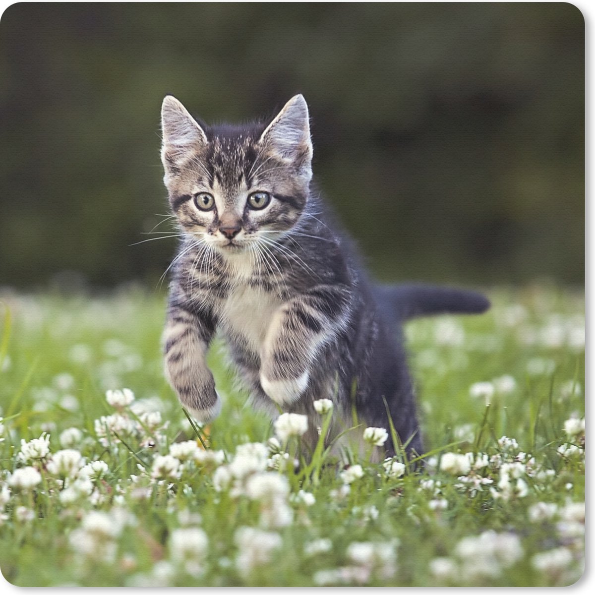 Muismat 20x20 cm - Mousepad Een kitten in een veld met klaver - Muismatten