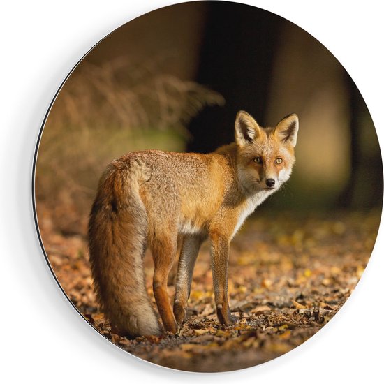 Artaza Dibond Cercle Mural Renard dans la Forêt d'Automne - Ø 60 cm - Cercle Mural - Peinture Ronde - Pour Intérieur et Extérieur