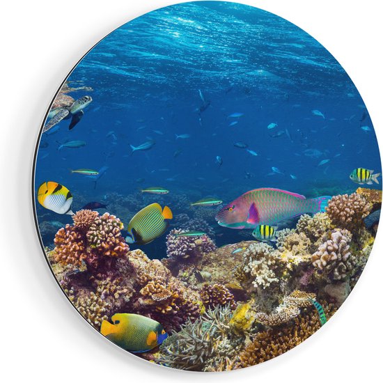 Artaza Dibond Cercle Mural Pêche avec Récif de Corail dans l'Océan - Ø 40 cm - Klein - Cercle Mural - Tableau Rond - Pour Intérieur et Extérieur