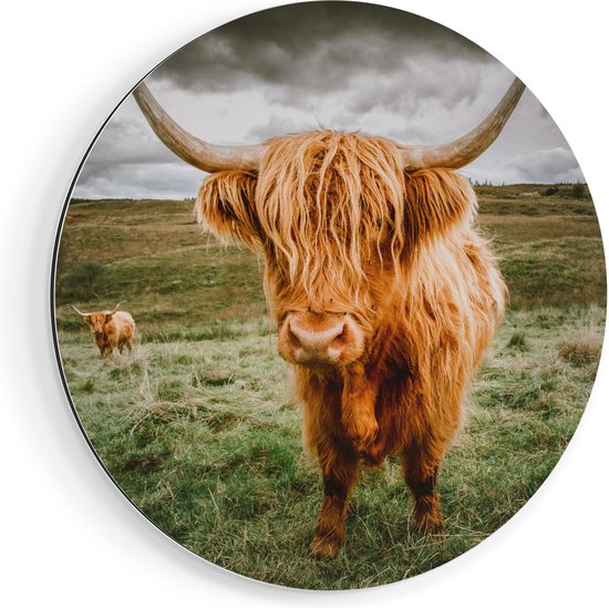 Artaza Dibond Muurcirkel Schotse Hooglanders In De Wei - Kleur - Ø 40 cm - Klein - Wandcirkel - Rond Schilderij - Voor Binnen en Buiten