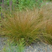 12 x Carex testacea Prairie Fire - Oranje zegge in 9x9cm pot met hoogte 5-10cm