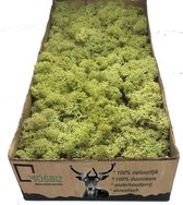 MosBiz Rendiermos Old Green per 500 gram voor decoraties en mosschilderijen