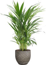 FloriaFor - Goudpalm (Areca / Dypsis Palm) In Mica Sierpot Carrie (donkergrijs) - - ↨ 65cm - ⌀ 18cm