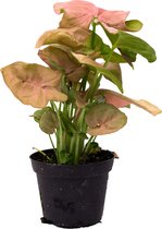 Syngonium Neon  Ø 7cm  Arrowhead Vine  Roze