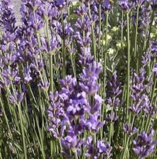 6 x Lavandula angustifolia 'Dwarf Blue'