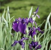 6 x Iris ensata - Japanse lis, Iris in pot 9 x 9 cm