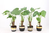 Kamerplanten van Botanicly – 4 × Olifantsoor in gevormde keramiek pot als set – Hoogte: 50 cm – Alocasia Cucullata