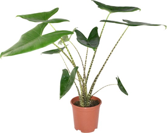 ZynesFlora - Alocasia Zebrina - Ø 21 cm - ↕ Hoogte: 70 - 75 cm - Kamerplant