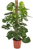 Plant in a Box - Monstera Deliciosa - Gatenplant - Groene kamerplant - Pot 24cm - Hoogte 120-130cm