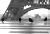 Dibond - Stad - Parijs in wit / grijs / zwart - 120 x 180 cm.