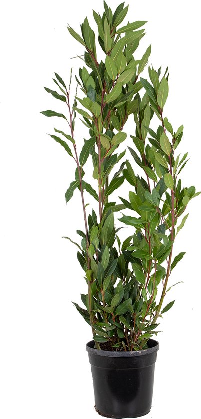 Laurus Nobilis – Keukenlaurier – Heester – Groenblijvend