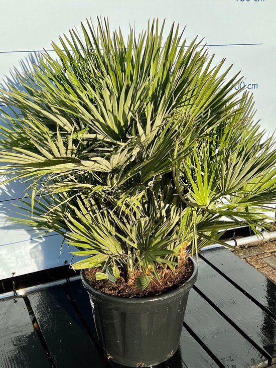 Europese dwergpalm (Chamaerops humilis) - Meerstammig