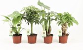 Tropic Mix  ↨ 30cm - 4 stuks - hoge kwaliteit planten