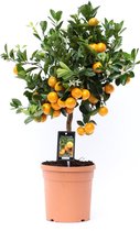 Citrus Calamondin ↨ 65cm - hoge kwaliteit planten