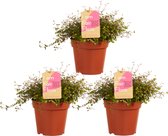 Muehlenbeckia ↨ 15cm - 3 stuks - hoge kwaliteit planten