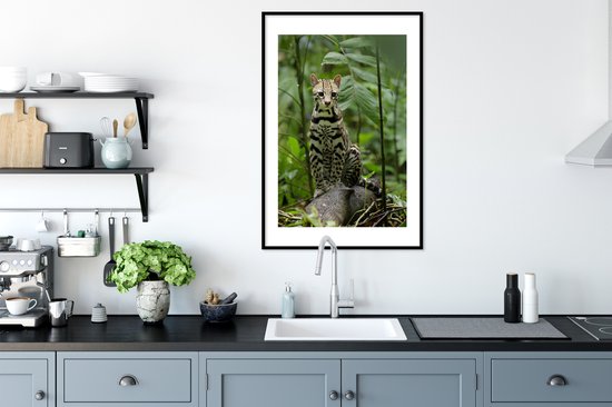 Affiche avec cadre Ocelot du Costa Rica - 60x90 cm