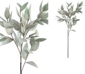 Leaves Plant grijs groene eucalyptus tak