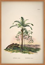 Poster Jungle Vintage - Botanisch - Bloemen en Planten - 50 x 70 cm - Attalea Compta Mauritia Armata - Wanddecoratie - Muurdecoratie - Slaapkamer - Woonkamer