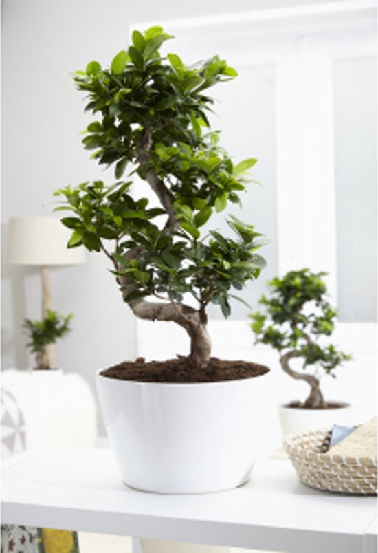 Japanse Bonsai Boom Bonsai Ficus Ginseng Voor in Huis