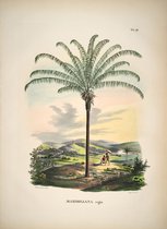 Poster - Botanisch - Bloemen en Planten - Jungle - Vintage - 50 x 70 cm - Maximiliana Regia - Wanddecoratie - Muurdecoratie - Slaapkamer - Woonkamer