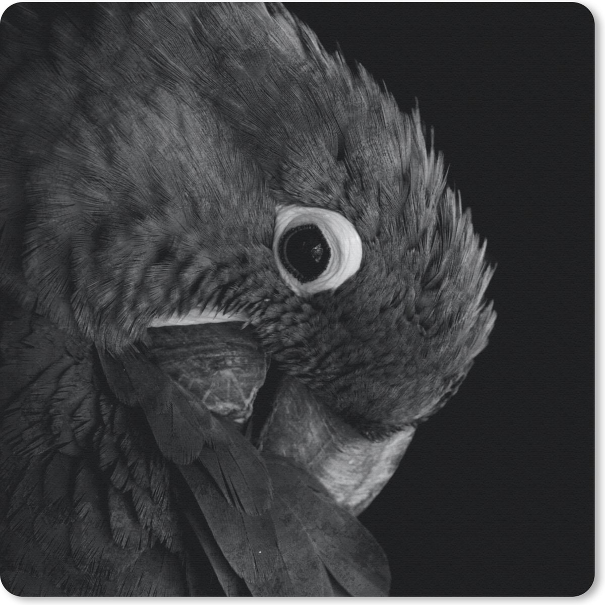 Muismat 30x30 cm - Mousepad Close-up van een kleurrijke papegaai - zwart wit - Muismatten