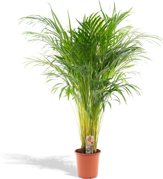 Areca Palm - Goudpalm, Dypsis Lutescens - 120cm hoog, ø21cm - Grote Kamerplant - Tropische palm - Luchtzuiverend - Vers van de kwekerij