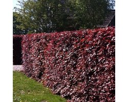 10 x Rode Beukenhaag - Haagplant Bladhoudend - Fagus sylvatica Atropunicea hoogte 40-60cm (Blote Wortel)