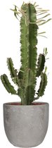 Euphorbia Eritrea in Mica sierpot Jimmy (lichtgrijs) - Hoogte ↕ 55cm - pot ∅ 18cm