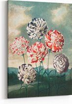 Schilderij op Canvas - 75 x 100 cm - Anjers - Bloemen en Planten - Robert John Thornton - Wanddecoratie - Muurdecoratie - Slaapkamer - Woonkamer