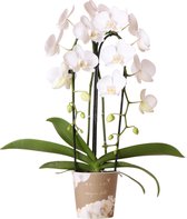 Kolibri Orchids | witte Phalaenopsis orchidee - Niagara Fall - potmaat Ø12cm | bloeiende kamerplant - vers van de kweker