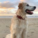 Gouden retriever met bruine leren halsband op het strand bij zonsondergang.