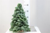 Echte Kerstboom Nobilis - 40 cm - Handgemaakt - Vers - Kerst Decoratie - Kerstversiering