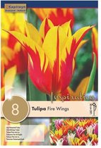 3 zakje tulpenbollen - Tulipa 'Fire Wings' - rood geel gestreepte tulpen - 24 bollen