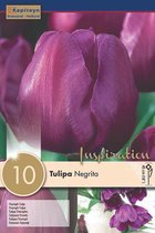 3 zakjes tulpenbollen - Tulipa 'Negrita' - paarse tulpen - 30 bollen