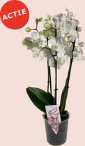 Hippeplantjes - Phalaenopsis wit - 3Tak - 60 cm - Orchidee