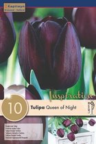 3 zakjes tulpenbollen - Tulipa 'Queen of Night' - donkerpaarse tulpen - 30 bollen